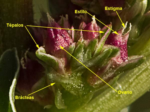 Glomérulo floral del bledo rojizo, Amaranthus blitoides