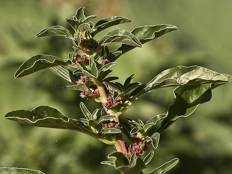 Mata de bledo rojizo, Amaranthus blitoides