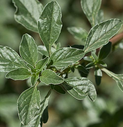 Hojas del bledo rojizo, Amaranthus blitoides