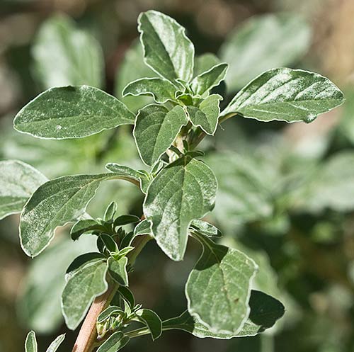 Capullo foliar del bledo rojizo, Amaranthus blitoides