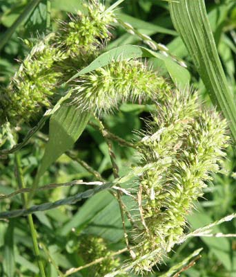 Amores (Sertaria verticillata)
