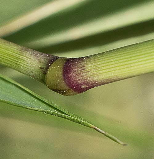Nudo del tallo de los amores. Setaria verticillata