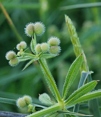 Frutos del Amores  de hortelano (Galium aparine)