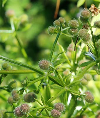 Amores de hortelano (Galium aparine)
