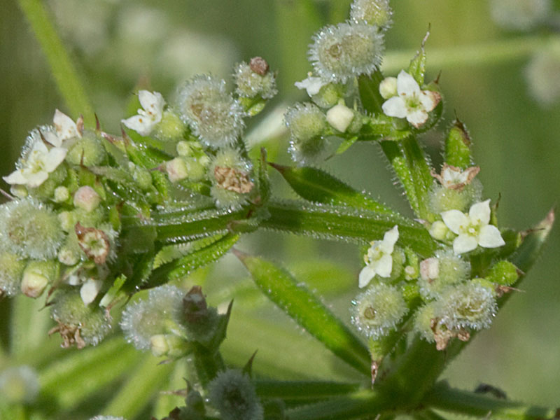 Flor del amor de hortelano (Galium aparine)