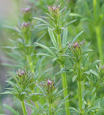 Amores de hortelano (Galium aparine)