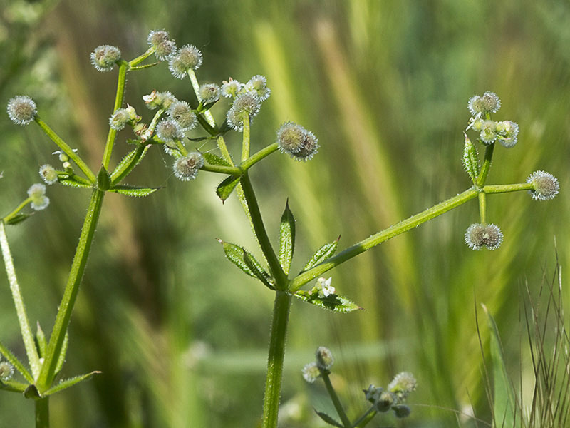 Flor del amor de hortelano (Galium aparine)