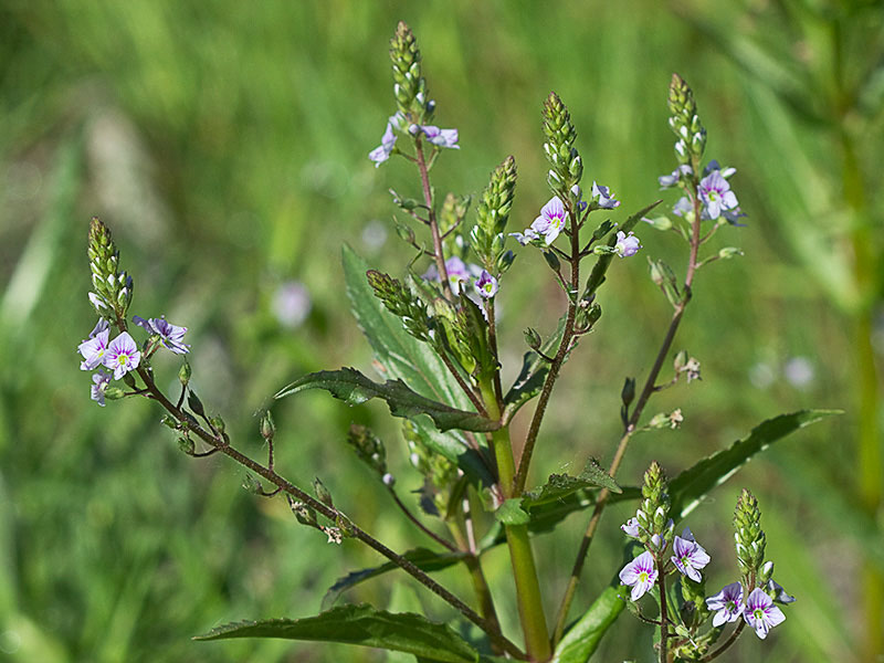 Anagálide acuática (Veronica anagallis-aquatica)