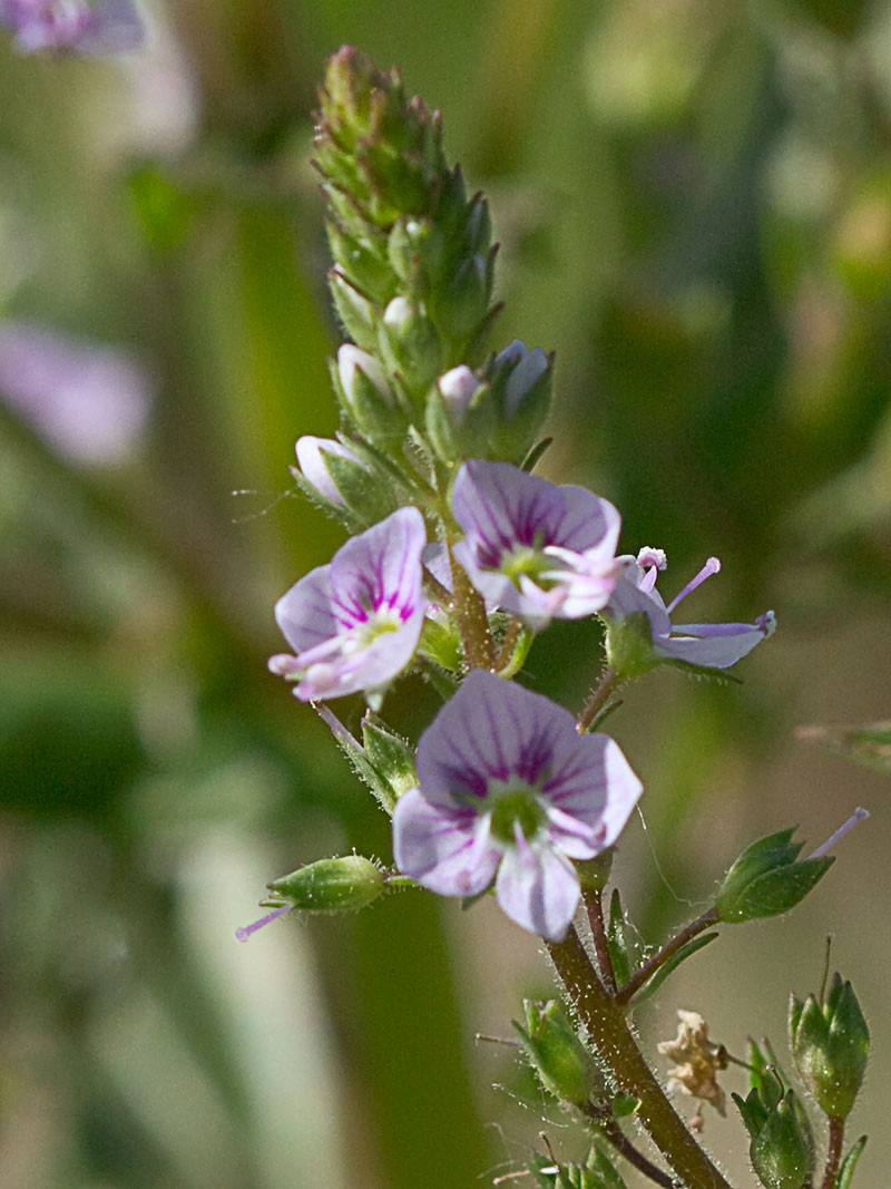Anagálide acuática (Veronica anagallis-aquatica)