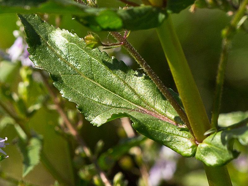 Anagálide acuática (Veronica anagallis-aquatica)