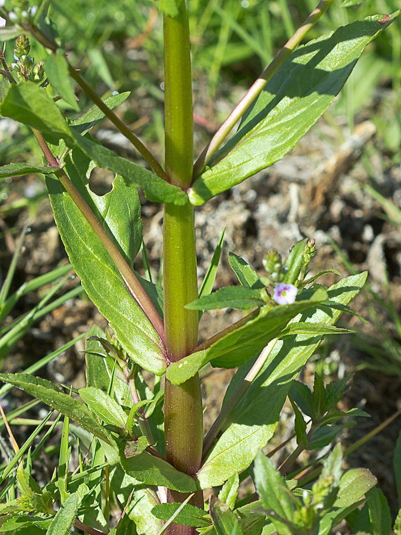Anagálide acuática (Veronica anagallis-aquatica)