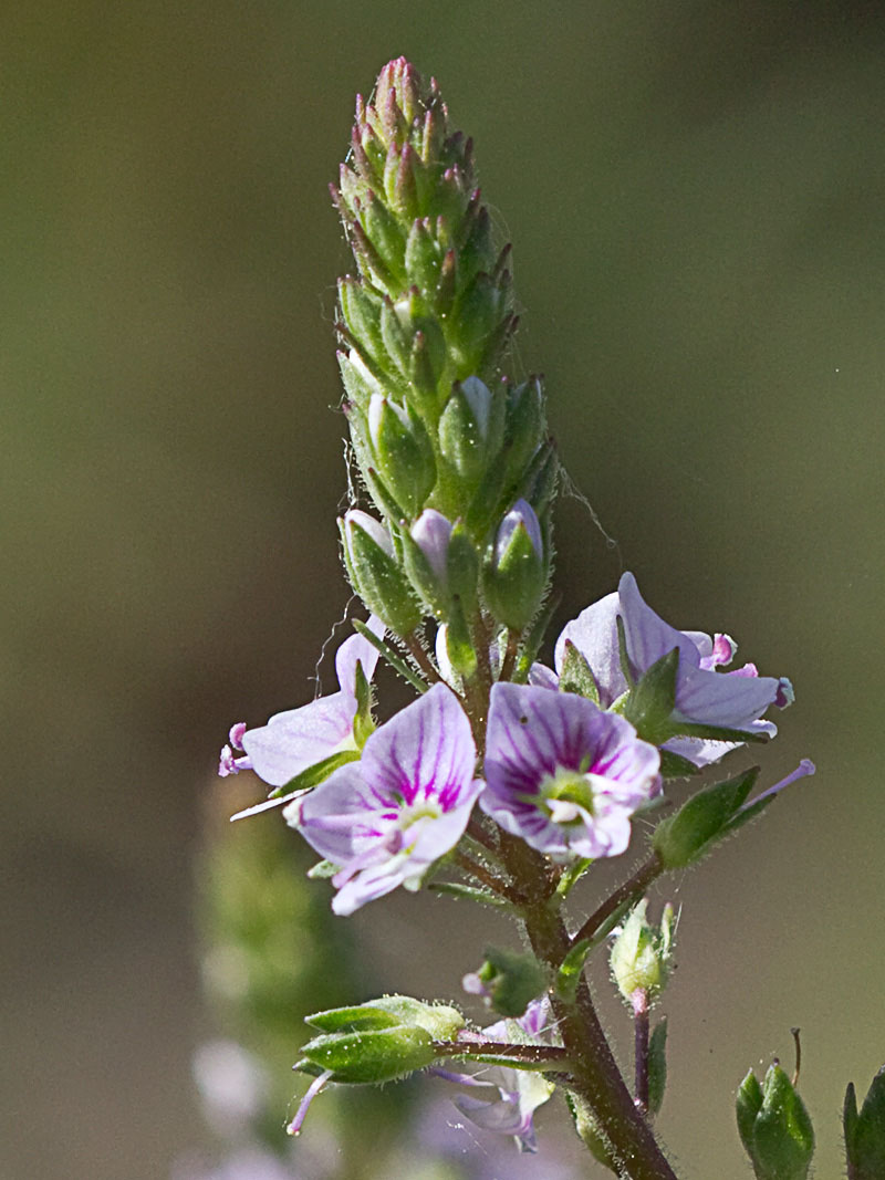 Anagálide acuática (Veronica anagallis-aquatica)