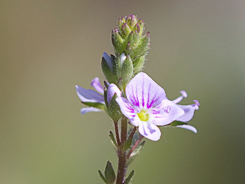 Anagálide acuática (Veronica anagallis-aquatica)
