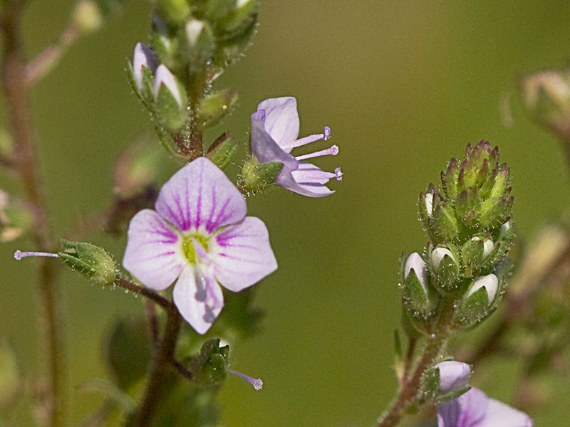 Anagálide acuática (Veronica anagallis-aquatica)