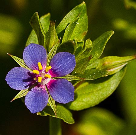 Inflorescencia del anagalis azul (Anagallis arvensis var. caerulea)