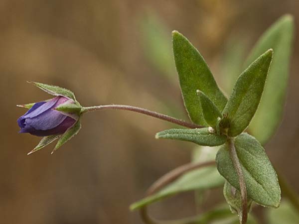 Flor del anagallis (Anagallis arvensis var. caerulea)