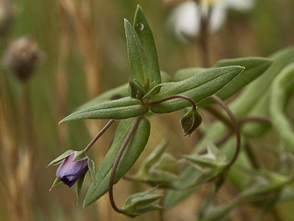 Flor del anagallis (Anagallis arvensis var. caerulea)
