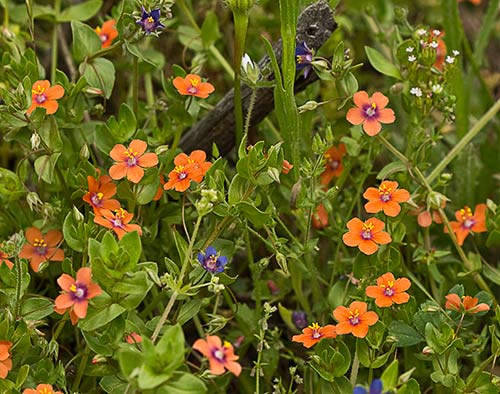 Lysimachia arvensis