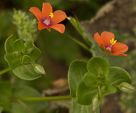 Lysimachia arvensis