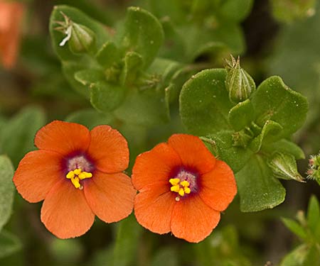 Lysimachia arvensis