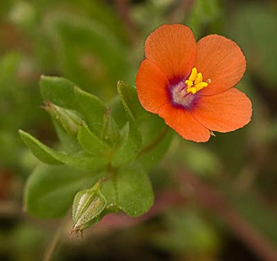 Lysimachia arvensis