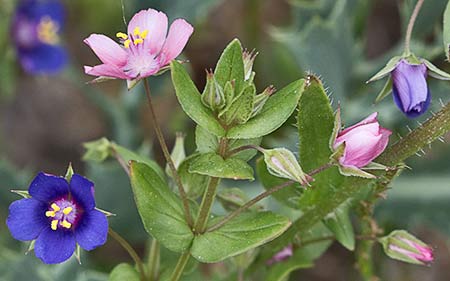 Lysimachia arvensis