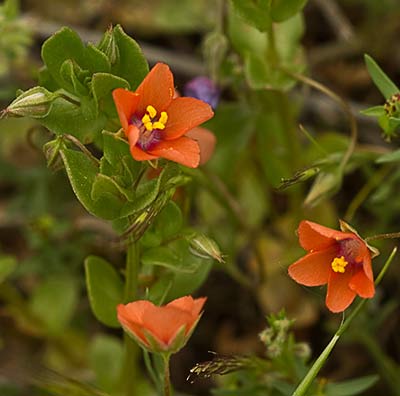 Lysimachia arvensis