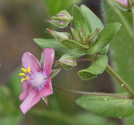 Lysimachia arvensis