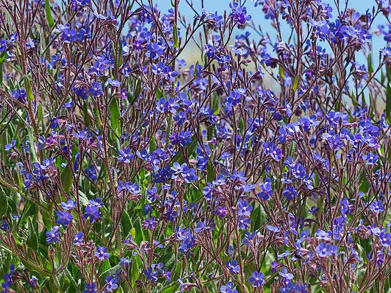 Chupamieles (Anchusa azurea)