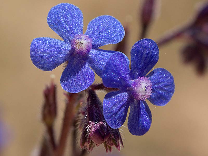 Chupamieles (Anchusa azurea)