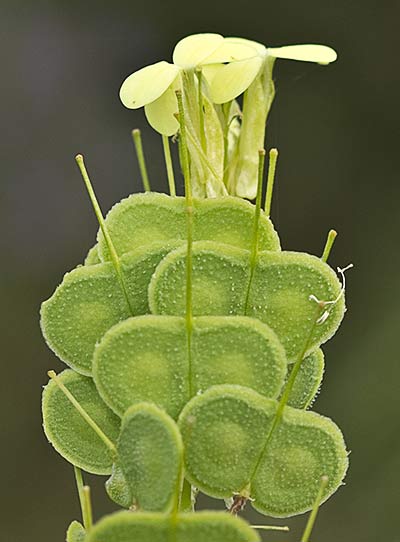 Biscutella auriculata