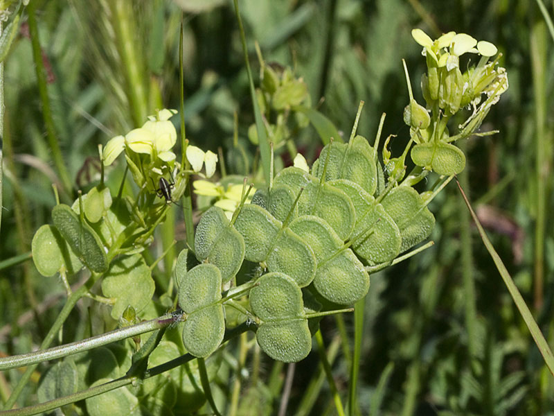 Biscutella auriculata