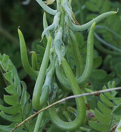 Anzuelos (Astragalus hamosus L.)
