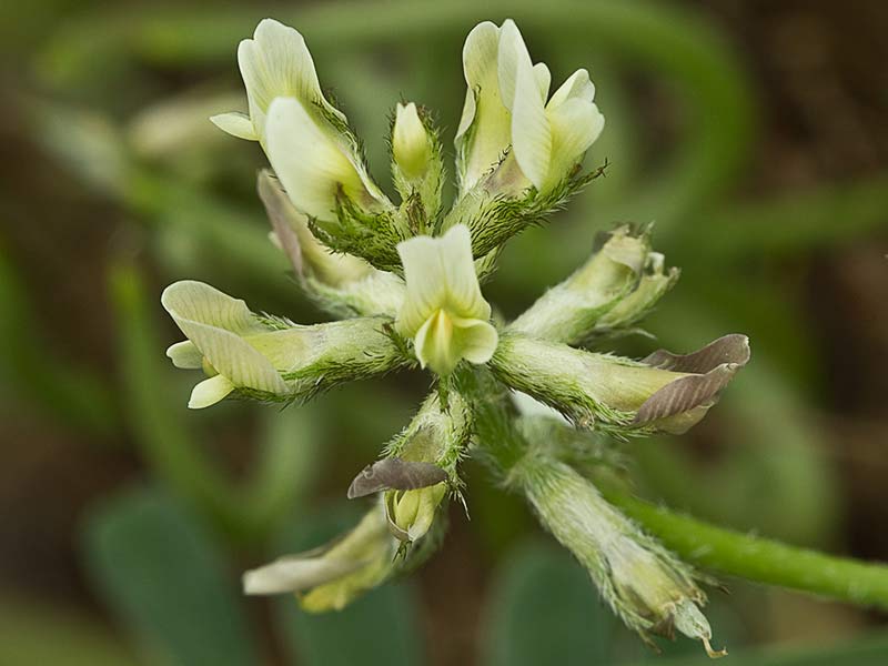 Anzuelos (Astragalus hamosus L.)
