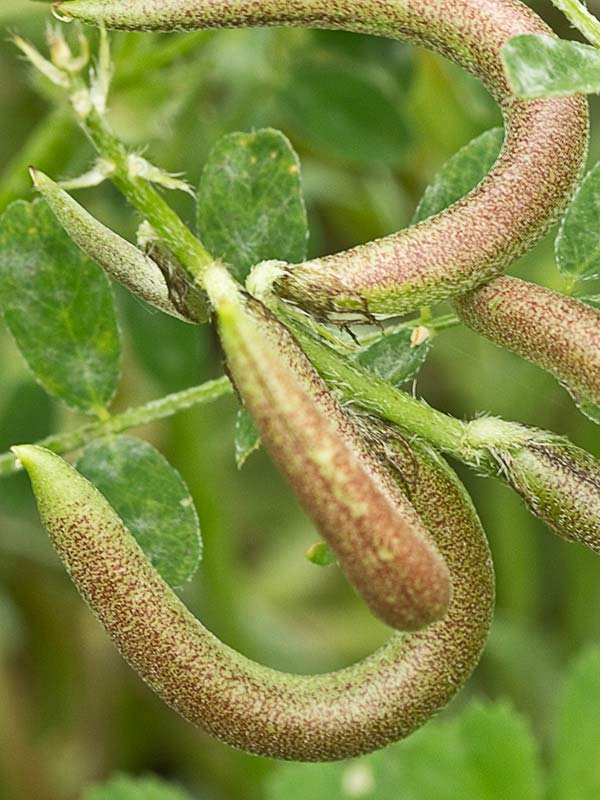 Anzuelos (Astragalus hamosus L.)