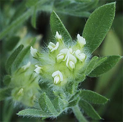 Inflorescencia de los anzuelos (Astragalus hamosus L.)