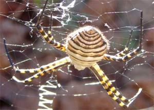 Araña en su tela