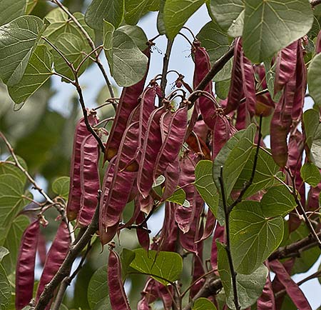 Arbol del amor fruto (Cercis siliquastrum)