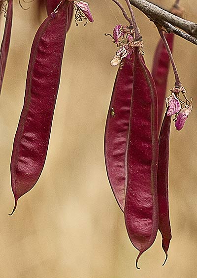 Arbol del amor fruto (Cercis siliquastrum)