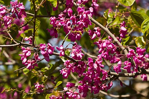 Árbol del amor (Cercis siliquastrum)