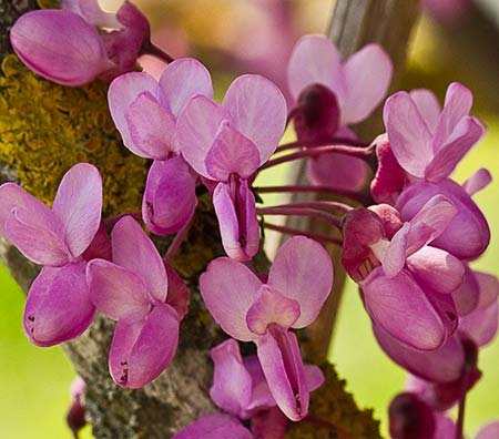 Ramillete floral del Árbol del amor (Cercis siliquastrum)
