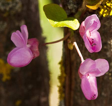 Ramillete floral del Árbol del amor (Cercis siliquastrum)