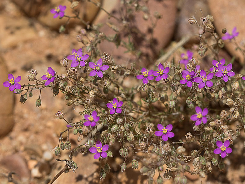 Matas de la Arenaria púrpura (Spergularia purpurea)