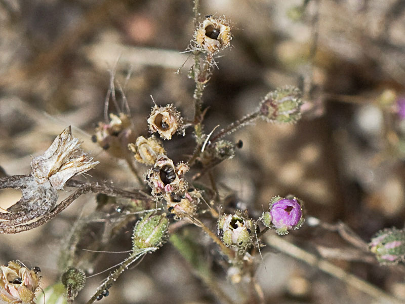 Matas de la Arenaria púrpura (Spergularia purpurea)