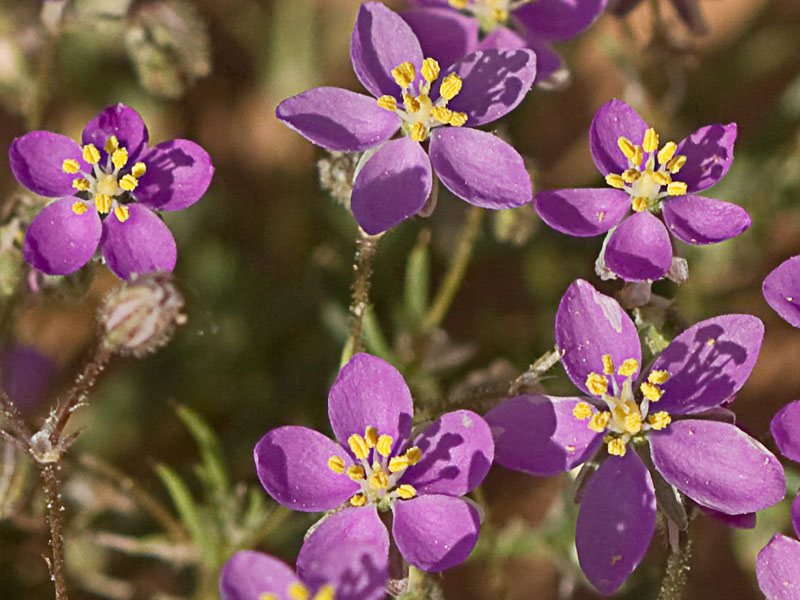 Matas de la Arenaria púrpura (Spergularia purpurea)
