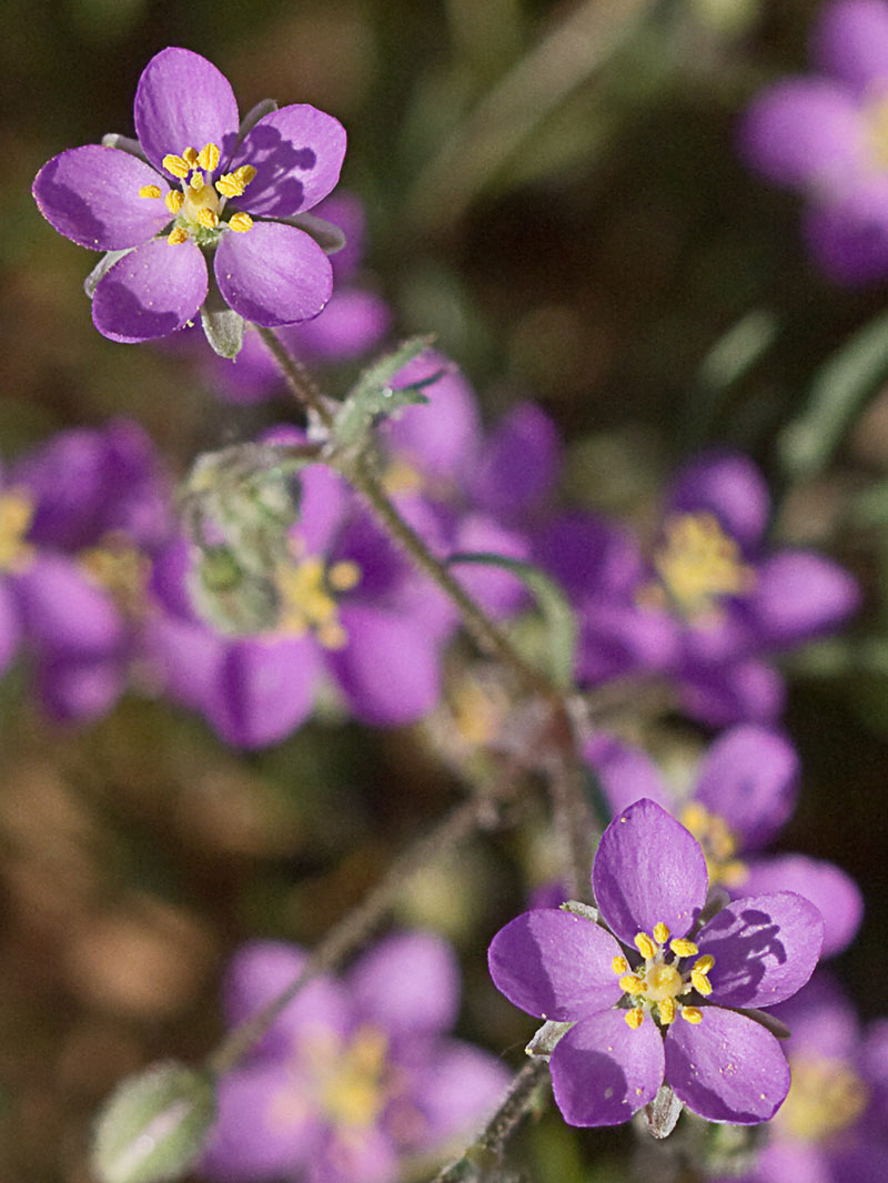 Matas de la Arenaria púrpura (Spergularia purpurea)
