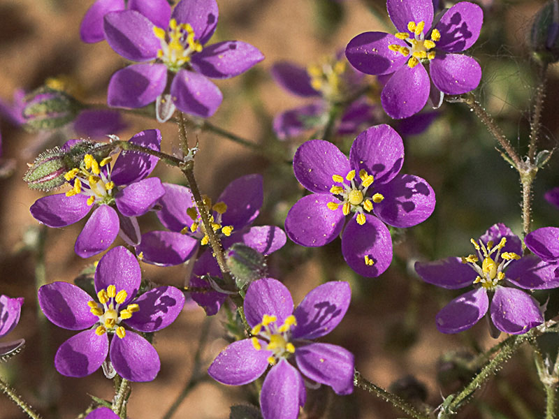 Matas de la Arenaria púrpura (Spergularia purpurea)