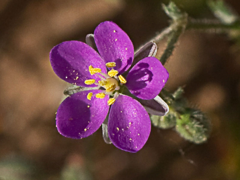 Matas de la Arenaria púrpura (Spergularia purpurea)