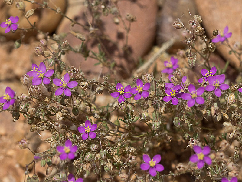 Matas de la Arenaria púrpura (Spergularia purpurea)