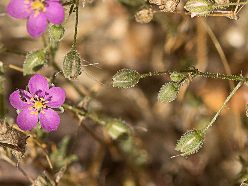 Matas de la Arenaria púrpura (Spergularia purpurea)